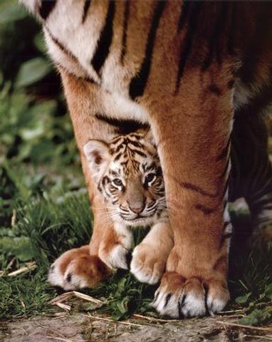 cute tiger cubs playing. I love tigers! tiger-cub